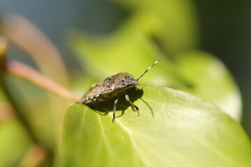 Punaise nébuleuse (Rhaphigaster nebulosa)
Rhaphigaster nebulosa in its natural element
