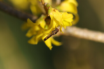 Melanostoma scalare
Melanostoma scalare in its natural element
