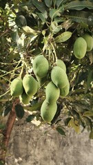 mangoes fruit hanging from the tree trunk 4