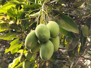 mangoes fruit hanging from the tree trunk 5