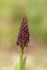 Orchis pourpre (Orchis purpurea)
Orchis purpurea in flower
