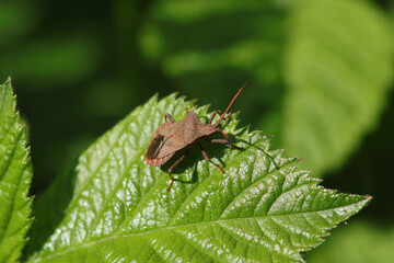Corée marginée --- Punaise brune (Coreus marginatus)
Coreus marginatus in its natural element
