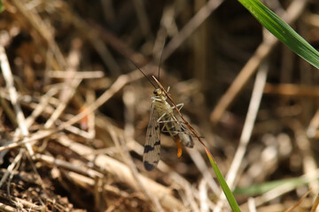 Mouche scorpion (Panorpa germanica)
Panorpa germanica in its natural element
