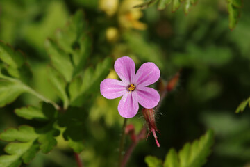 Herbe à robert (Geranium robertianum)
Geranium robertianum in flower
