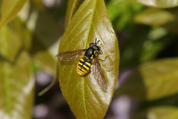 Chrysotoxe prudent (Chrysotoxum cautum)
Chrysotoxum cautum in its natural element

