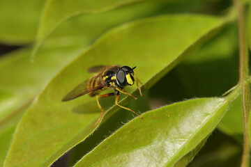 Chrysotoxe prudent (Chrysotoxum cautum)
Chrysotoxum cautum in its natural element
