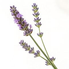 Obraz premium Flowers, buds and leaves of lavender on white background.Lavandula angustifolia is its scientific name.