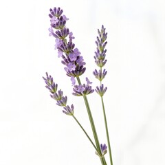 Obraz premium Flowers, buds and leaves of lavender on white background.Lavandula angustifolia is its scientific name.