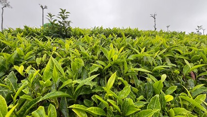 Tea gardens estates near Ooty .tea plantations in hill stations.Lush Green Ooty Tea Gardens on...