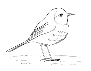 Cartoon outline drawing of a cute robin bird vector illustration. Sweet hand-drawn element for seasonal, nature or wildlife designs