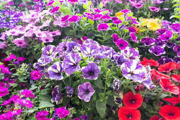 Bright blooming petunias of different colors. Petunia blossoms. Decorating the outdoor space with flowers.