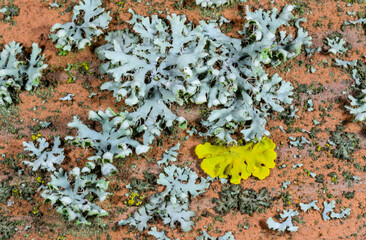 Phaeophyscia orbicularis and other types of crustose lichens on limestone rocks near the Black Sea