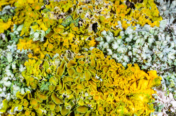 Xanthoria parietina and a consortium of different types of lichens on a thick tree branch, Odessa