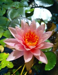 A very beautiful aquatic plant that is a combination of pink and orange colors and belongs to a...