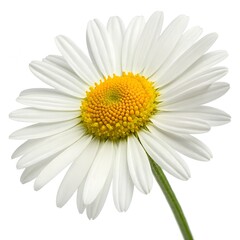 Fototapeta premium One daisy white background top view high-resolution