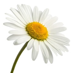 Fototapeta premium One daisy white background top view high-resolution