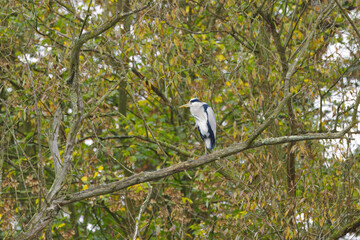 lonely gray heron on a high tree, grey heron on branches, green and yellow leaves in the...