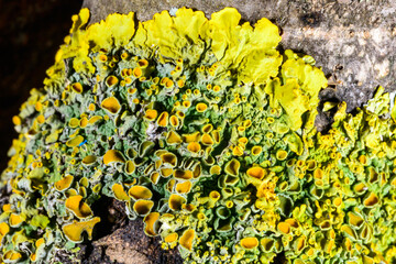 Close-up of different types of crustose lichens growing on wet tree branches near the Black Sea in...