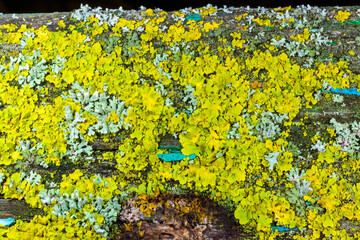 Close-up of different types of crustose lichens growing on wet tree branches near the Black Sea in...