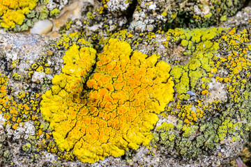 Salt-tolerant crustose lichens growing on a concrete pier near the Black Sea, Ukraine