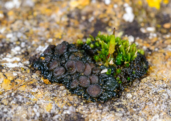 Black crustose lichen with reproductive organs growing on coastal rocks near the Black Sea
