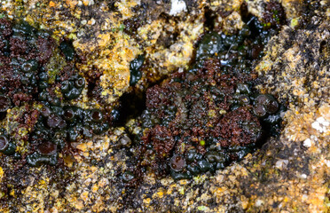 Black crustose lichen with reproductive organs growing on coastal rocks near the Black Sea, Ukraine...