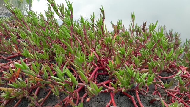 Krokot laut daun lancip (Sesuvium portulacastrum) plants around the sea. Also known as shoreline purslane, sea purslane, dampalit.