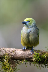 The palm tanager, Thraupis palmarum, is a medium-sized passerine bird