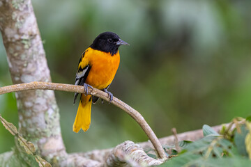 The Baltimore oriole, Icterus galbula, is a small icterid blackbird
