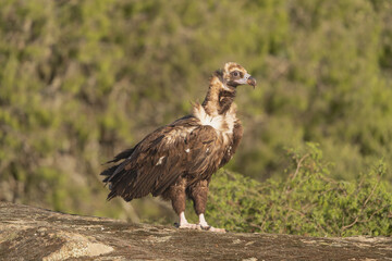 Two Cinereous vultures, black vultures, Eurasian black vultures, monk vultures - Aegypius monachus on rock at green background. Photo from Sierra de Gredos Mountain in Spain. Near-threatened specie.
