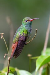 Amazilia tzacatl, The rufous-tailed hummingbird in the emeralds tribe Trochilini