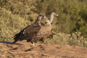 Cinereous vulture, black vulture, Eurasian black vulture, monk vulture - Aegypius monachusand Eurasian griffon vulture - Gyps fulvus fulvus on rock. Photo from Sierra de Gredos in Spain.