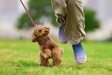 公園で飼い主さんと走るトイ・プードル