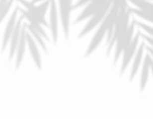 Obraz premium Delicate palm frond shadows cast on a clean white surface creating a subtle tropical ambiance