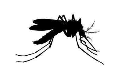 Black Silhouette of Mosquito Insect with Detailed Legs and Antennae on White Background