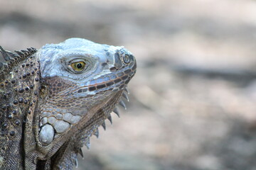Colorful Iguana