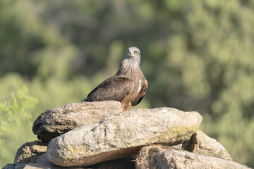 Red kite - Milvus milvus on rock at green  background. Photo from Sierra de Gredos Mountain in Spain.