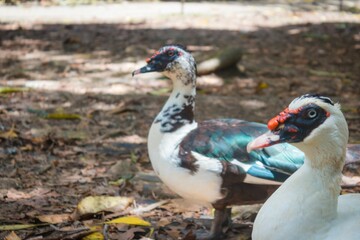 Wild duck in the park