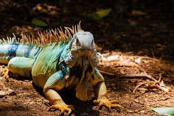 Colorful Iguana