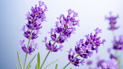Obraz premium lavender flowers close up