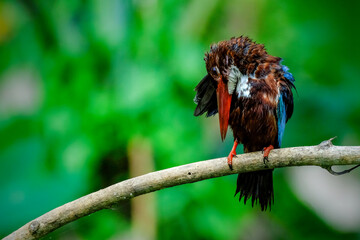 white-throated kingfisher