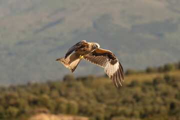 Red kite - Milvus milvus in flight with spanned wings with mountain in background. Photo from Sierra de Gredos Mountain in Spain.