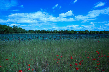 pointed cabbage and broccoli together in field