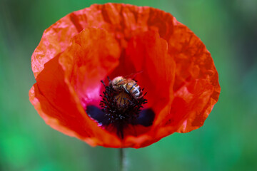 red poppy in the field with bee,  nature