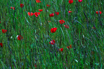 Fototapeta premium red poppy in the field with bee, nature