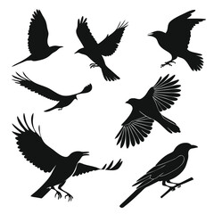 Obraz premium Minimalist Vector Illustration Featuring Various Birds with Clean Lines and Simple Modern Design