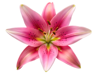 pink lily flower isolated on white background. PNG Transparent file type with high definition quality And vibrant color grading Available.