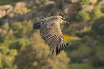 Eurasian griffon vulture - Gyps fulvus fulvus flying with spanned wings at green background. Photo from Sierra de Gredos Mountain in Spain.