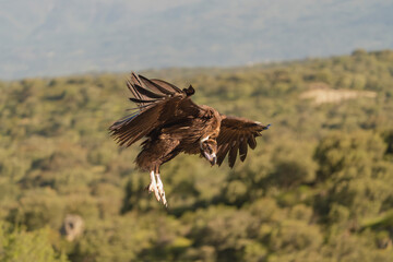 Cinereous vulture, black vulture, Eurasian black vulture, monk vulture - Aegypius monachus with spanned wings landing on rock. Photo from Sierra de Gredos Mountain in Spain. Near-threatened specie.