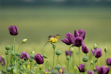 A yellow warbler in a field of purple poppies